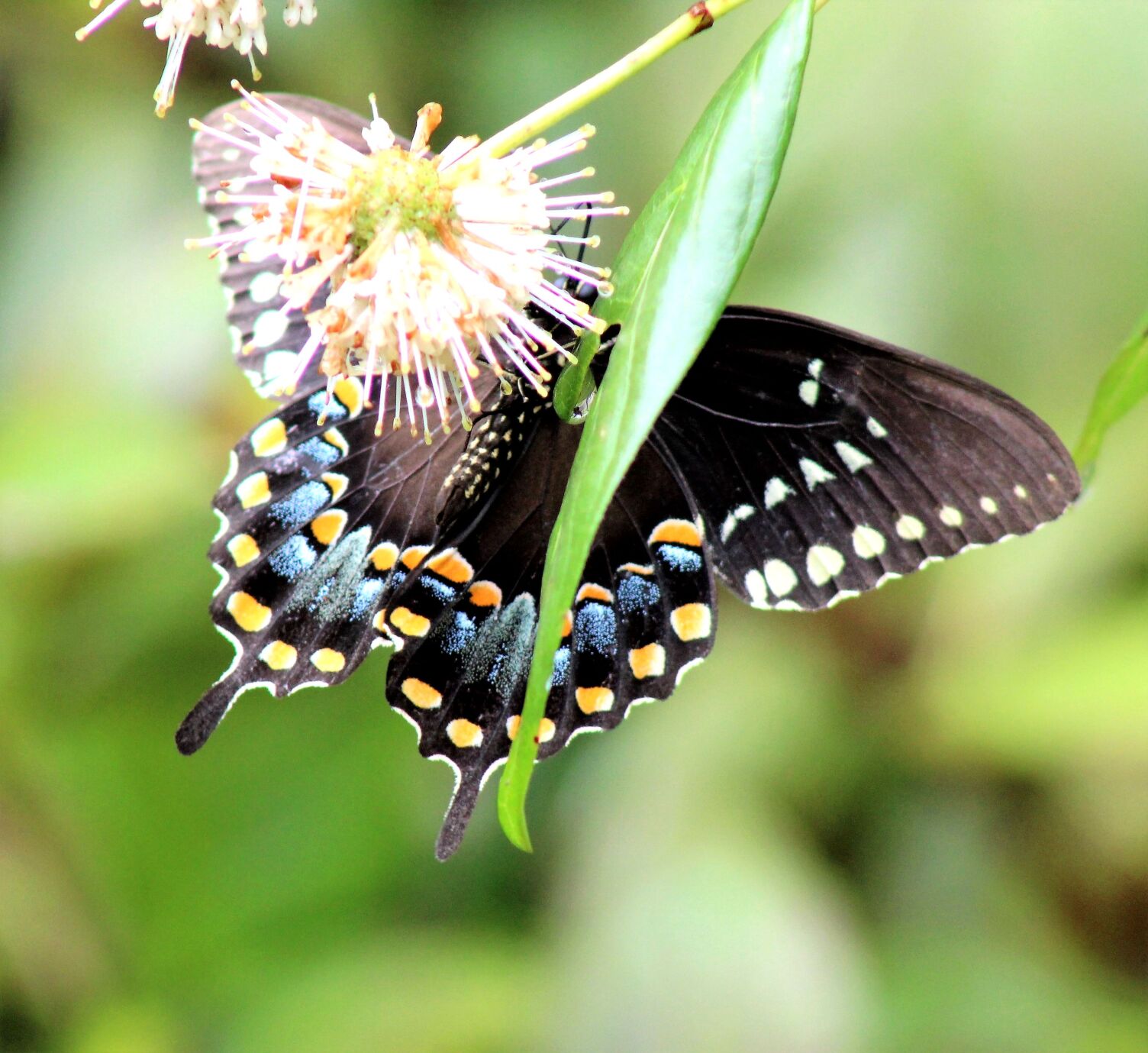 Wildlife Moment Jan 17 spicebush swallowtail butterfly